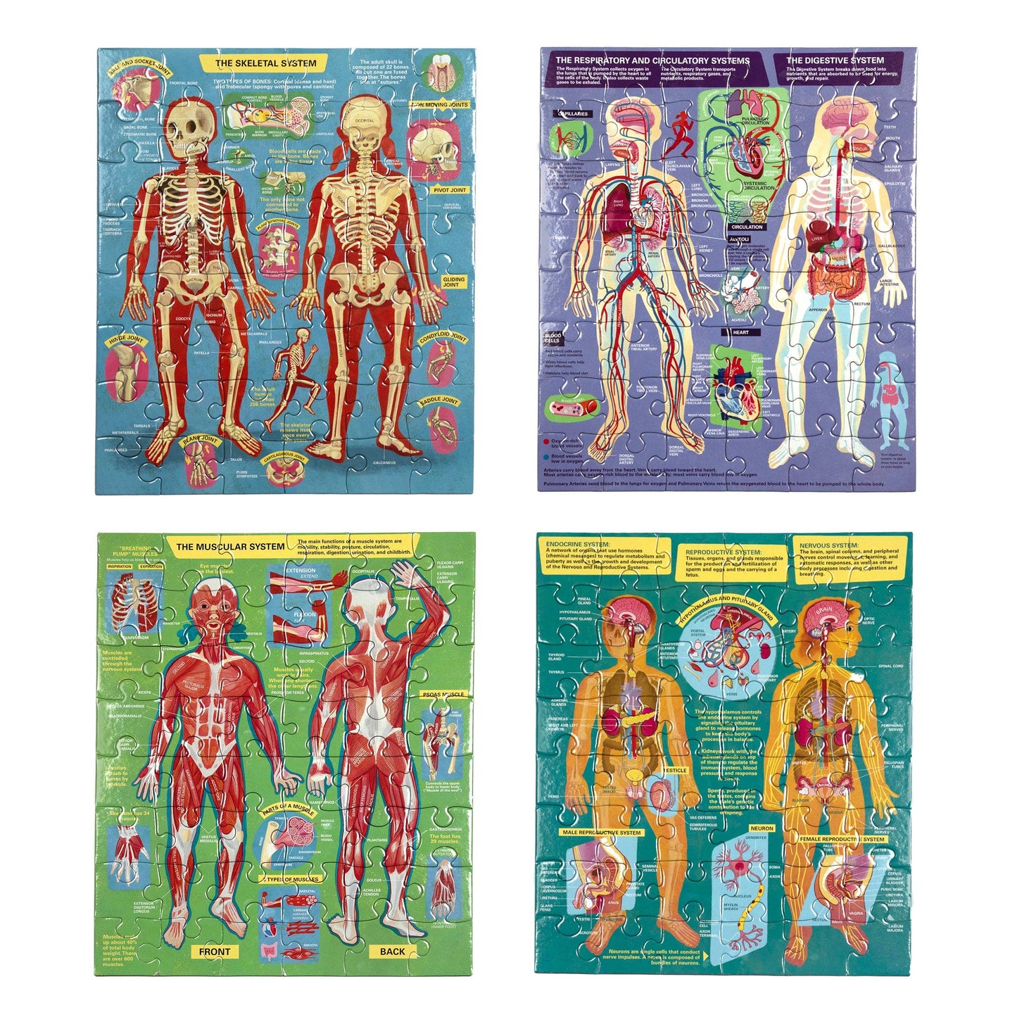 Human Anatomy Ready to Learn 48 Piece 4 Puzzle Set
