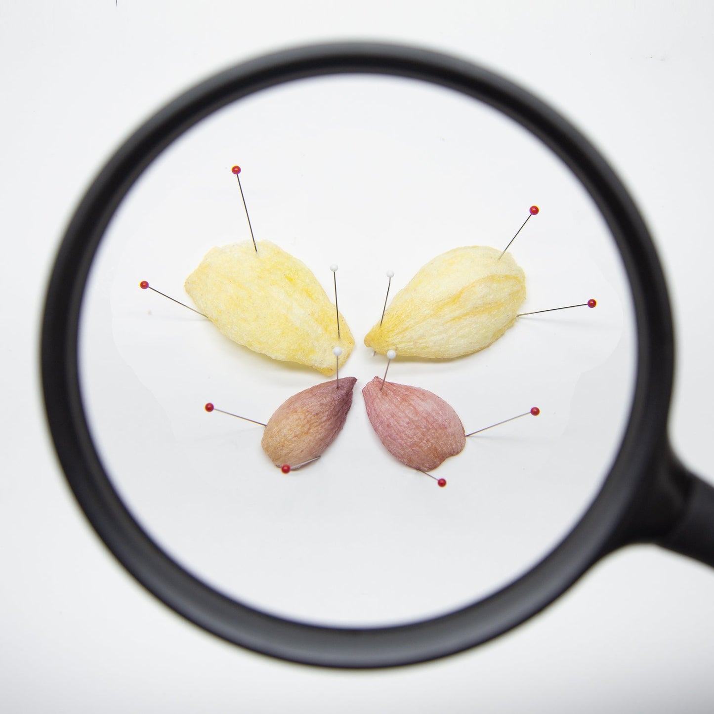 Root Foods – 6 pack