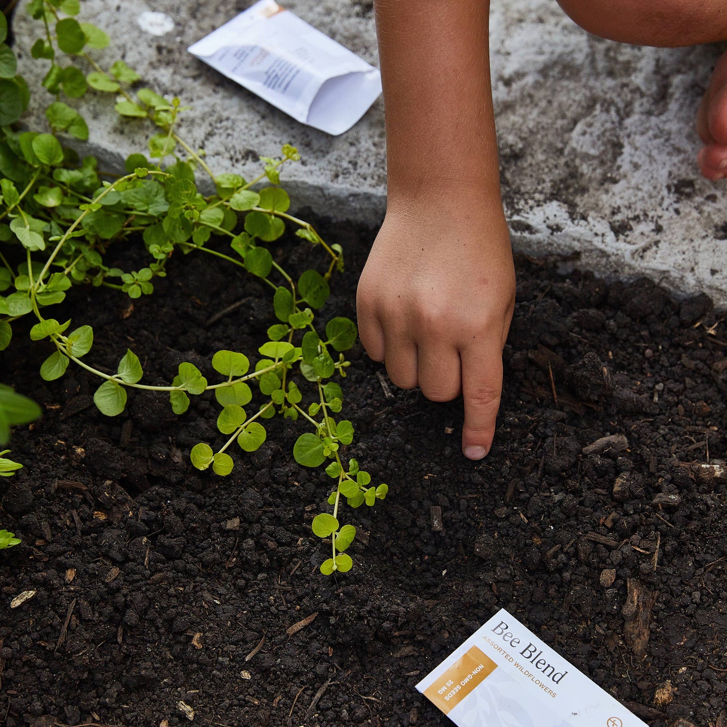 Curious Critters Activity Kit: Bee